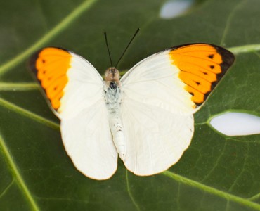 Бабочка Hebomoia glaucippe